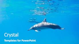  Presentation with hawaii - Beautiful PPT theme featuring porpoise - dolphins underwater in hawaii backdrop and a light gray colored foreground