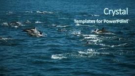  Presentation with dolphin - Theme with porpoise - large pod of california common background and a ocean colored foreground