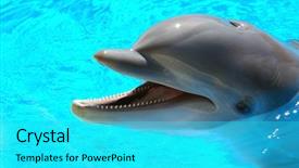  Presentation with dolphin - Colorful PPT theme enhanced with porpoise - male atlantic bottlenosed dolphin backdrop and a  colored foreground