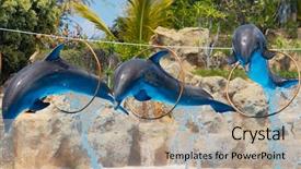  Presentation with photo show - PPT layouts featuring porpoise - photo of dolphins doing background and a mint green colored foreground