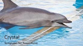  Presentation with dolphin - Presentation having porpoise - smiling dolphin in the aquarium background and a  colored foreground