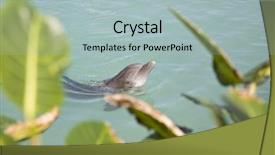  Presentation with jamaica - Cool new slides with porpoise - swim with the dolphins backdrop and a light blue colored foreground