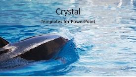  Presentation with dolphin - Colorful slide deck enhanced with porpoise - swimming dolphin in aquarium closeup backdrop and a  colored foreground