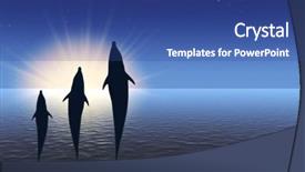  Presentation with under water - PPT layouts having porpoise - three dolphins high jumping background and a  colored foreground