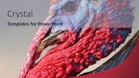  Presentation with farm - PPT theme having portaid-of-a-turkey background and a light gray colored foreground