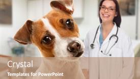  Presentation with russell - Cool new PPT theme with portait-of-an-adorable-jack backdrop and a coral colored foreground