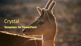  Presentation with magic - PPT theme with portarit-of-female-deer background and a tawny brown colored foreground