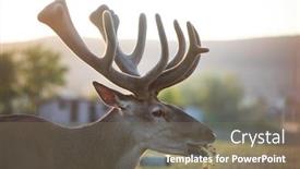  Presentation with deer - Presentation design having portarit-of-male-deer background and a gray colored foreground