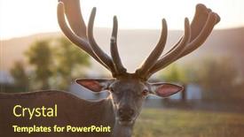  Presentation with magic - Slide set consisting of portarit-of-male-deer background and a tawny brown colored foreground