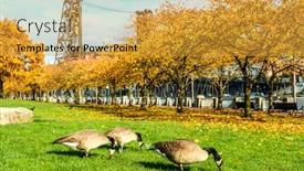  Presentation with steel bridge - Colorful theme enhanced with portland city at autumn steel bridge oregon usa backdrop and a gold colored foreground