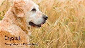  Presentation with breeding - Presentation enhanced with portrait - golden retriever in wheat background and a yellow colored foreground