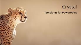  Presentation with kalahari - Presentation featuring portrait - kalahari desert - south africa background and a coral colored foreground