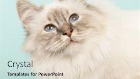 Presentation with cat - Cool new PPT layouts with portrait-birman-cat-on-blue and a lemonade colored foreground
