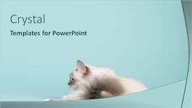  Presentation with cat - Colorful PPT theme enhanced with portrait-birman-cat-on-blue and a sky blue colored foreground