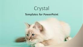  Presentation with cat - PPT layouts consisting of portrait-birman-cat-on-green background and a sky blue colored foreground