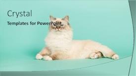  Presentation with cat - PPT theme featuring sacrements - portrait birman cat on green background and a mint green colored foreground