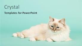  Presentation with cat - PPT layouts having portrait-birman-cat-on-green background and a sky blue colored foreground