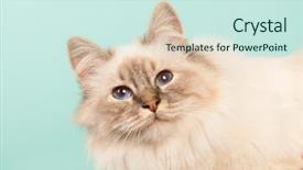  Presentation with cat - Cool new presentation with portrait birman cat on green backdrop and a cool aqua colored foreground