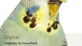  Presentation with grey - Presentation theme featuring portrait-close-up background and a mint green colored foreground