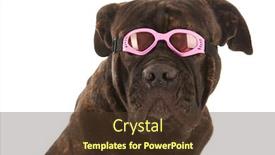  Presentation with vacation - Cool new theme with portrait from dog on vacation with sunglasses and towel backdrop and a tawny brown colored foreground