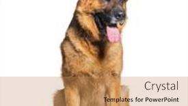  Presentation with german shepherd two young puppys - Slide deck enhanced with portrait-german-shepherd-dog-panting background and a  colored foreground