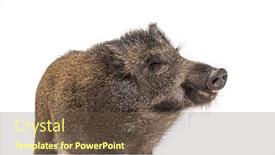  Presentation with wild boar - Theme having portrait-head-shot background and a tawny brown colored foreground