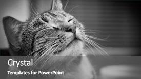  Presentation with black cat in front - Colorful PPT theme enhanced with portrait in black and white backdrop and a gray colored foreground