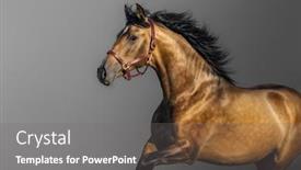  Presentation with motion - Colorful PPT layouts enhanced with portrait-in-motion-of-golden backdrop and a gray colored foreground