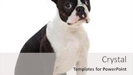  Presentation with boston - Beautiful PPT theme featuring portrait-in-studio backdrop and a light gray colored foreground