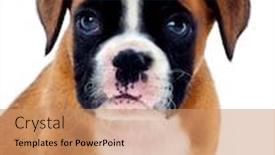  Presentation with boxer - Audience pleasing slide set consisting of portrait of a adorable boxer puppy on a isolated white background backdrop and a coral colored foreground