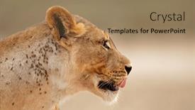  Presentation with kalahari - PPT layouts having portrait-of-a-african-lioness background and a coral colored foreground