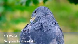  Presentation with amazing - Presentation design consisting of portrait-of-a-amazing-southamerican background and a ocean colored foreground