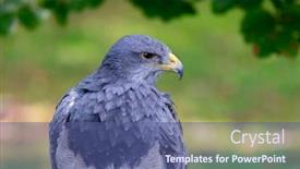  Presentation with amazing - Beautiful PPT theme featuring portrait-of-a-amazing-southamerican backdrop and a ocean colored foreground