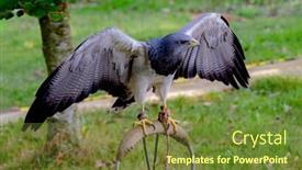  Presentation with amazing - Cool new presentation design with portrait-of-a-amazing-southamerican backdrop and a tawny brown colored foreground