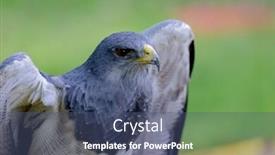  Presentation with amazing - Presentation theme enhanced with portrait-of-a-amazing-southamerican background and a ocean colored foreground