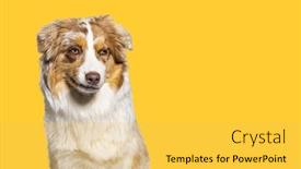  Presentation with australian - PPT theme enhanced with portrait-of-a-australian-shepherd background and a yellow colored foreground