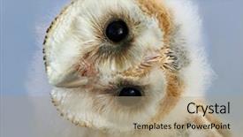  Presentation with barn - Slide deck having portrait of a baby barn owl with its head naturally rotated owls have the ability to rotate their heads in this way background and a coral colored foreground