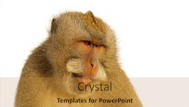  Presentation with monkey - Slide set consisting of portrait-of-a-balinese-long background and a gold colored foreground