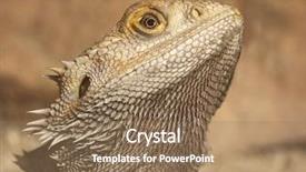  Presentation with dragon - Colorful PPT theme enhanced with portrait of a bearded dragon backdrop and a coral colored foreground