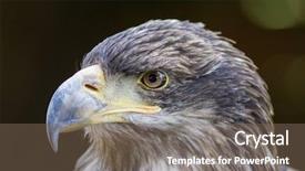  Presentation with beautiful sheet of cannabis marijuana - Beautiful presentation design featuring portrait of a beautiful falcon backdrop and a violet colored foreground