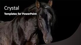  Presentation with horse head - Colorful presentation enhanced with portrait-of-a-beautiful-horse backdrop and a black colored foreground