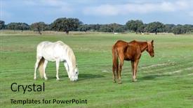  Presentation with horse racing portrait - Cool new presentation theme with portrait of a beautiful horses backdrop and a  colored foreground