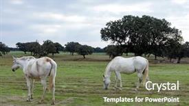  Presentation with horses - Amazing slides having portrait of a beautiful horses backdrop and a  colored foreground