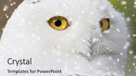  Presentation with snow - Cool new presentation with portrait of a beautiful snow owl backdrop and a light gray colored foreground