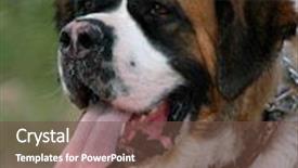  Presentation with parasitology helminths toxocara canis dog - Amazing presentation having a beautiful st bernard backdrop and a tawny brown colored foreground