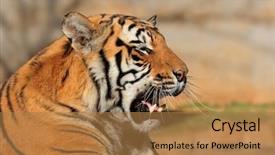  Presentation with sumatran tiger panthera tigris sumatrae - Slide deck having portrait of a bengal tiger background and a coral colored foreground