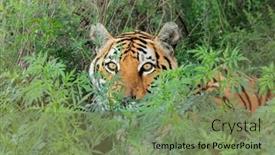  Presentation with tiger - PPT theme featuring portrait-of-a-bengal-tiger background and a seafoam green colored foreground