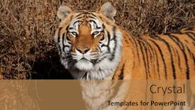  Presentation with tiger - Slide deck consisting of portrait-of-a-bengal-tiger background and a coral colored foreground