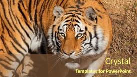  Presentation with tiger - Slide deck enhanced with portrait-of-a-bengal-tiger background and a tawny brown colored foreground
