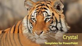  Presentation with tiger - Amazing presentation design having portrait of a bengal tiger backdrop and a tawny brown colored foreground